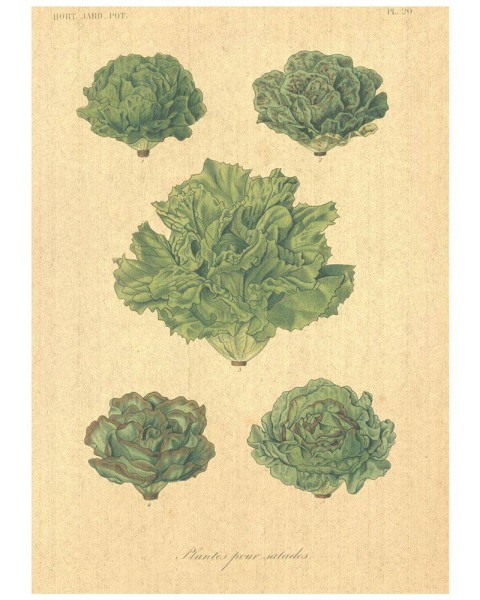 Flax Art Poster | Encyclopedia Vegetable B | FWP-AP-EN4B
